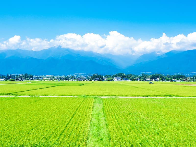 田んぼ