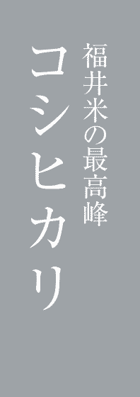 コシヒカリ
